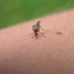 Tretmani protiv komaraca u Zrenjaninu