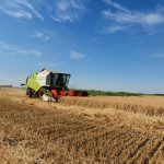 Počela žetva pšenice, prinosi manji u odnosu na prethodnu godinu