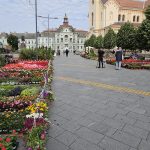Četvrta prolećna „Cvetna pijaca“ realizuje se u Zrenjaninu