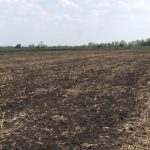 Uništavanje uljane repice zbog lošeg potencijala i korišćenje iste parcele za uzgoj suncokreta