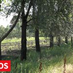 Obezbeđena sredstva za novi vetrozaštitni pojas