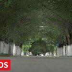Beloblatski drvored čini centralnu ulicu ovog sela jednom od najlepših u Srbiji
