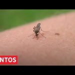 Serija tretmana sa zemlje protiv komaraca za 19, 20. i 21. jun